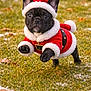 dog, french_bulldog, puppy, running, grass, snow, santa_hat, christmas_costume, holiday, cute, pet, outdoor, festive, animal, black_dog, young_dog, playful, winter, small_dog, costume