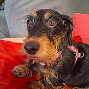 Ruby participe au concours pour gagner de l'argent avec cette photo : accessories, airedale, animal, beagle, canine, chair, cockerspaniel, collar, couch, cushion, dog, furniture, glasses, homedecor, hound, linen, pet, puppy, strap, terrier