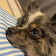 Minnie joined the competition — help win amazing prizes! dog, close_up, side_profile, fluffy, blue_eyes, resting, pillow, striped, indoor, pet, fur, snout, nose, ear, soft, cute, calm, animal, domestic, portrait