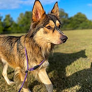 Russell is registered to the contest to win money with this photo: dog, canine, leash, grass, outdoor, field, sunlight, shadow, fur, brown, black, tan, animal, pet, walking, daytime, nature, sky, clouds, ears