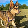 dog, canine, leash, grass, outdoor, field, sunlight, shadow, fur, brown, black, tan, animal, pet, walking, daytime, nature, sky, clouds, ears