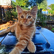 Pacco participe au concours pour gagner de l'argent avec cette photo : kitten, cat, orange_tabby, outdoor, garden, fence, blue_sky, sunlight, fluffy, curious, animal, pet, young, closeup, portrait, nature, relaxed, paws, fur, daylight