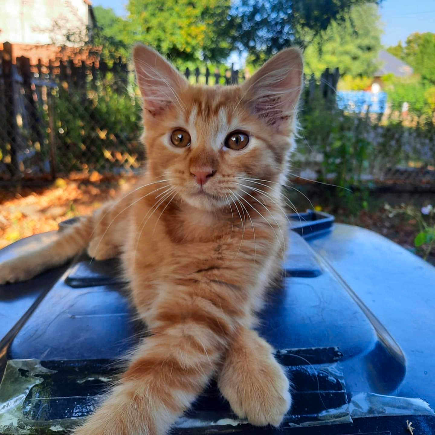 Pacco participe au concours pour gagner de l'argent avec cette photo : animal, blue_sky, cat, closeup, curious, daylight, fence, fluffy, fur, garden, kitten, nature, orange_tabby, outdoor, paws, pet, portrait, relaxed, sunlight, young