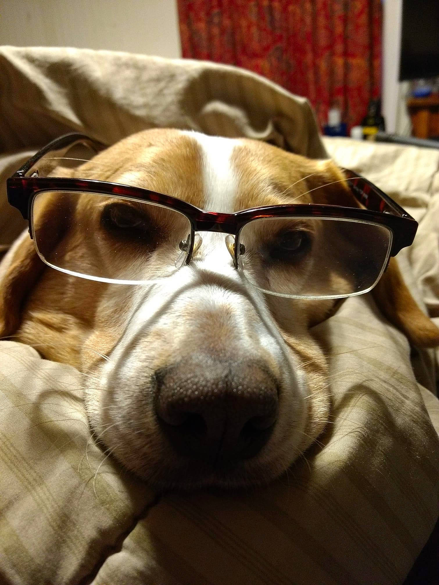 Bounce joined the competition — help win amazing prizes! audio_equipment, canidae, carnivore, comfort, companion_dog, curtain, dog, dog_breed, eyewear, fawn, fur, glasses, goggles, linens, personal_protective_equipment, snout, sporting_group, vision_care, whiskers, working_animal