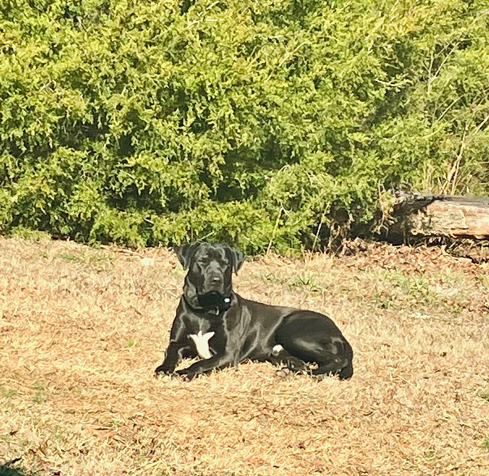 Benny joined the competition — help win amazing prizes! canidae, carnivore, companion_dog, dog, dog_breed, fawn, grass, grassland, groundcover, gun_dog, landscape, pasture, plant, snout, soil, sporting_group, tail, terrestrial_animal, wildlife, working_animal