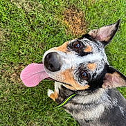 Ike joined the competition — help win amazing prizes! dog, grass, tongue, ears, outdoor, pet, animal, playful, happy, closeup, collar, speckled_coat, brown, black, white, canine, nature, summer, friendly, cute