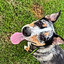 dog, grass, tongue, ears, outdoor, pet, animal, playful, happy, closeup, collar, speckled_coat, brown, black, white, canine, nature, summer, friendly, cute