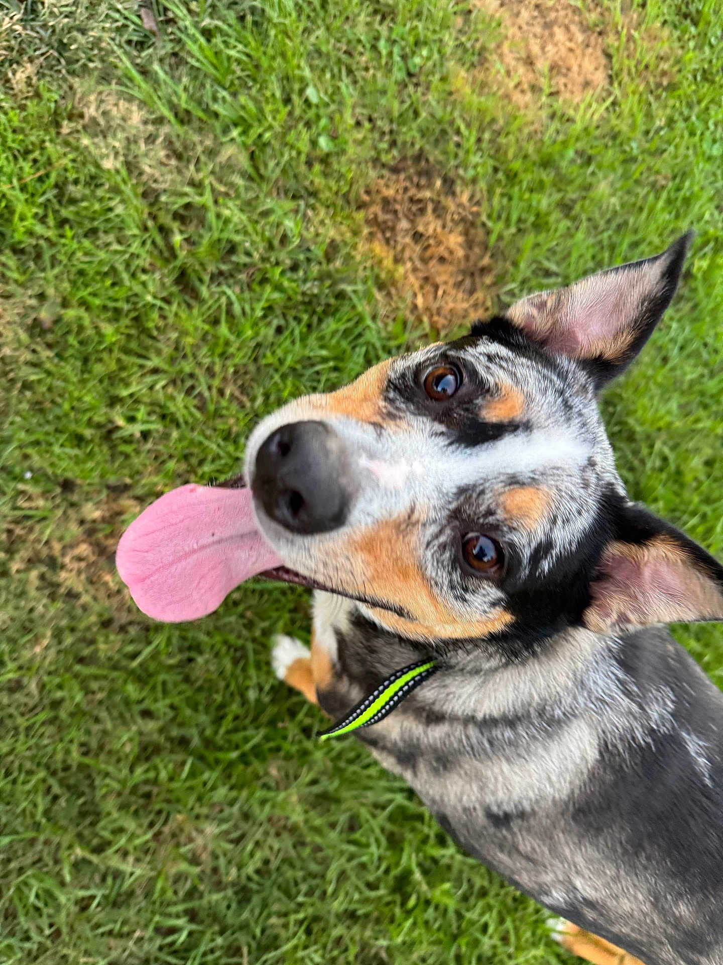 Ike joined the competition — help win amazing prizes! dog, grass, tongue, ears, outdoor, pet, animal, playful, happy, closeup, collar, speckled_coat, brown, black, white, canine, nature, summer, friendly, cute