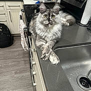 Nebula joined the competition — help win amazing prizes! cat, maine_coon, long_fur, yellow_eyes, paws_crossed, countertop, kitchen, stove, sink, paper_towel, cabinet, towel, backpack, bottle, floor_mat, appliance, tile, indoor, pet, curious