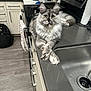 cat, maine_coon, long_fur, yellow_eyes, paws_crossed, countertop, kitchen, stove, sink, paper_towel, cabinet, towel, backpack, bottle, floor_mat, appliance, tile, indoor, pet, curious