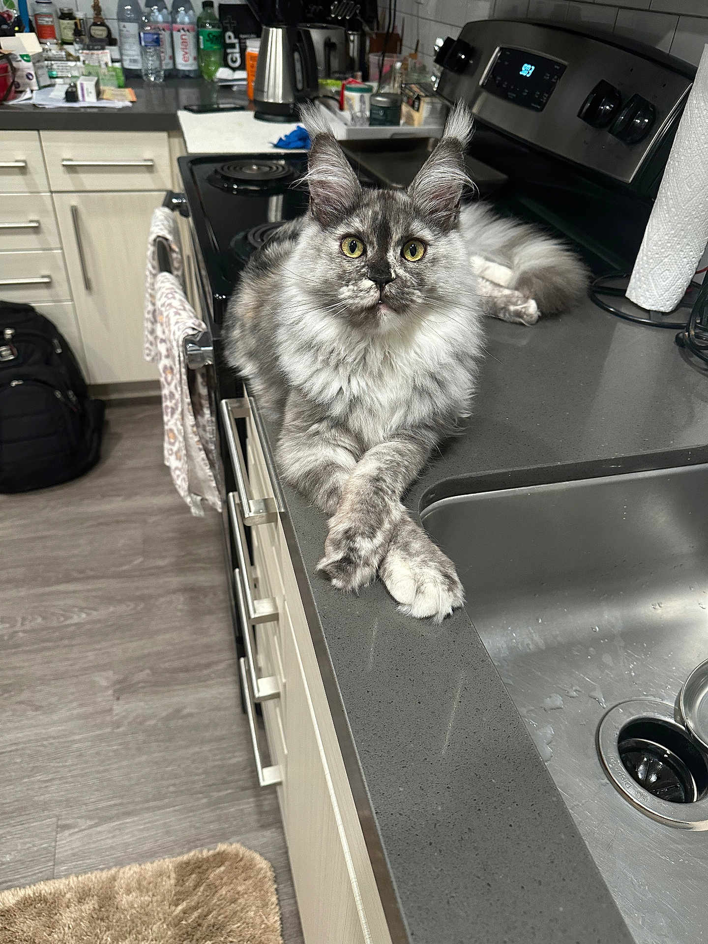 Nebula joined the competition — help win amazing prizes! cat, maine_coon, long_fur, yellow_eyes, paws_crossed, countertop, kitchen, stove, sink, paper_towel, cabinet, towel, backpack, bottle, floor_mat, appliance, tile, indoor, pet, curious