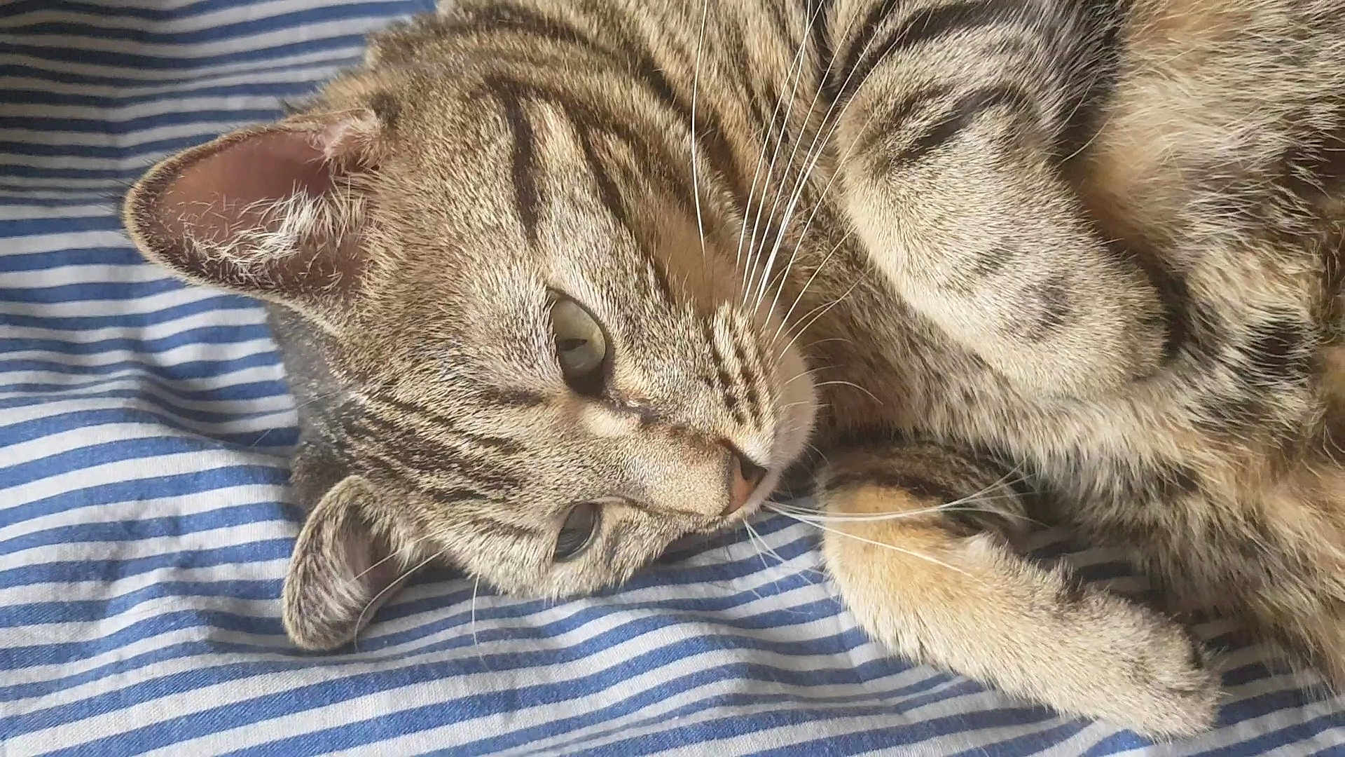 Zirah participe au concours pour gagner de l'argent avec cette photo : cat, tabby, striped_fabric, whiskers, fur, pet, relaxed, close_up, indoor, sleepy, animal, cute, mammal, resting, laying_down, striped, face, paw, domestic_cat, feline