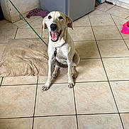 Billie a rejoint le concours — aidez-le/la à gagner de superbes lots ! dog, happy, indoor, leash, tiled_floor, dog_bed, refrigerator, wall, smiling, pet, canine, floor, household, domestic, animal, sitting, collar, tile, room, joyful