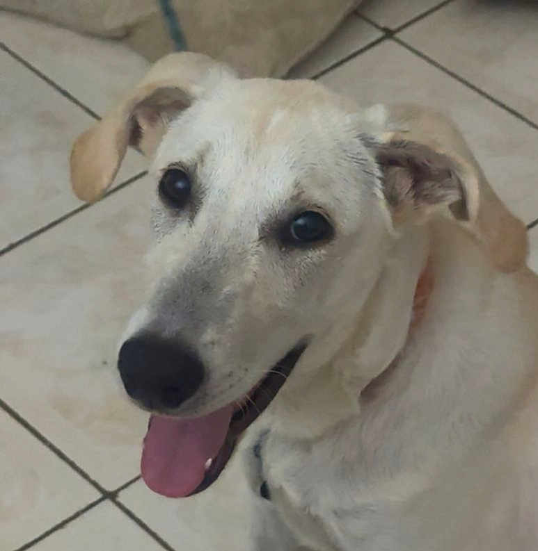 Billie participe au concours pour gagner de l'argent avec cette photo : dog, light_fur, happy, tongue_out, ears, pet, animal, indoor, floor, tiles, close_up, canine, smiling, cute, domestic, companion, friendly, portrait, looking_up, muzzle