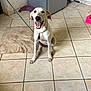 Billie participe au concours pour gagner de l'argent avec cette photo : dog, happy, indoor, leash, tiled_floor, dog_bed, refrigerator, wall, smiling, pet, canine, floor, household, domestic, animal, sitting, collar, tile, room, joyful