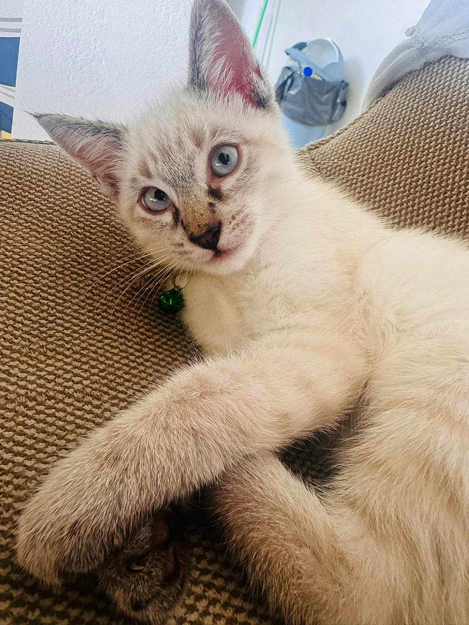 Hermès participe au concours pour gagner de l'argent avec cette photo : kitten, cat, blue_eyes, fluffy, feline, pet, domestic_animal, couch, indoor, relaxed, cute, whiskers, paw, fur, close_up, young_cat, animal, resting, curious, collar