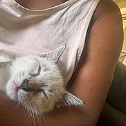 Hermès a rejoint le concours — aidez-le/la à gagner de superbes lots ! cat, sleeping, white_cat, person, arm, indoor, relaxation, pet, close_up, fur, comfort, nap, human, sleeveless_top, rest, animal, cozy, face, cute, domestic