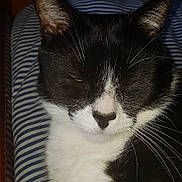 Doowi participe au concours pour gagner de l'argent avec cette photo : cat, tuxedo_cat, black_and_white, pet, feline, whiskers, face, ears, striped_cushion, close_up, sleepy, indoor, resting, fur, animal, cute, domestic_cat, portrait, relaxed, cozy