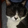 cat, tuxedo_cat, black_and_white, pet, feline, whiskers, face, ears, striped_cushion, close_up, sleepy, indoor, resting, fur, animal, cute, domestic_cat, portrait, relaxed, cozy