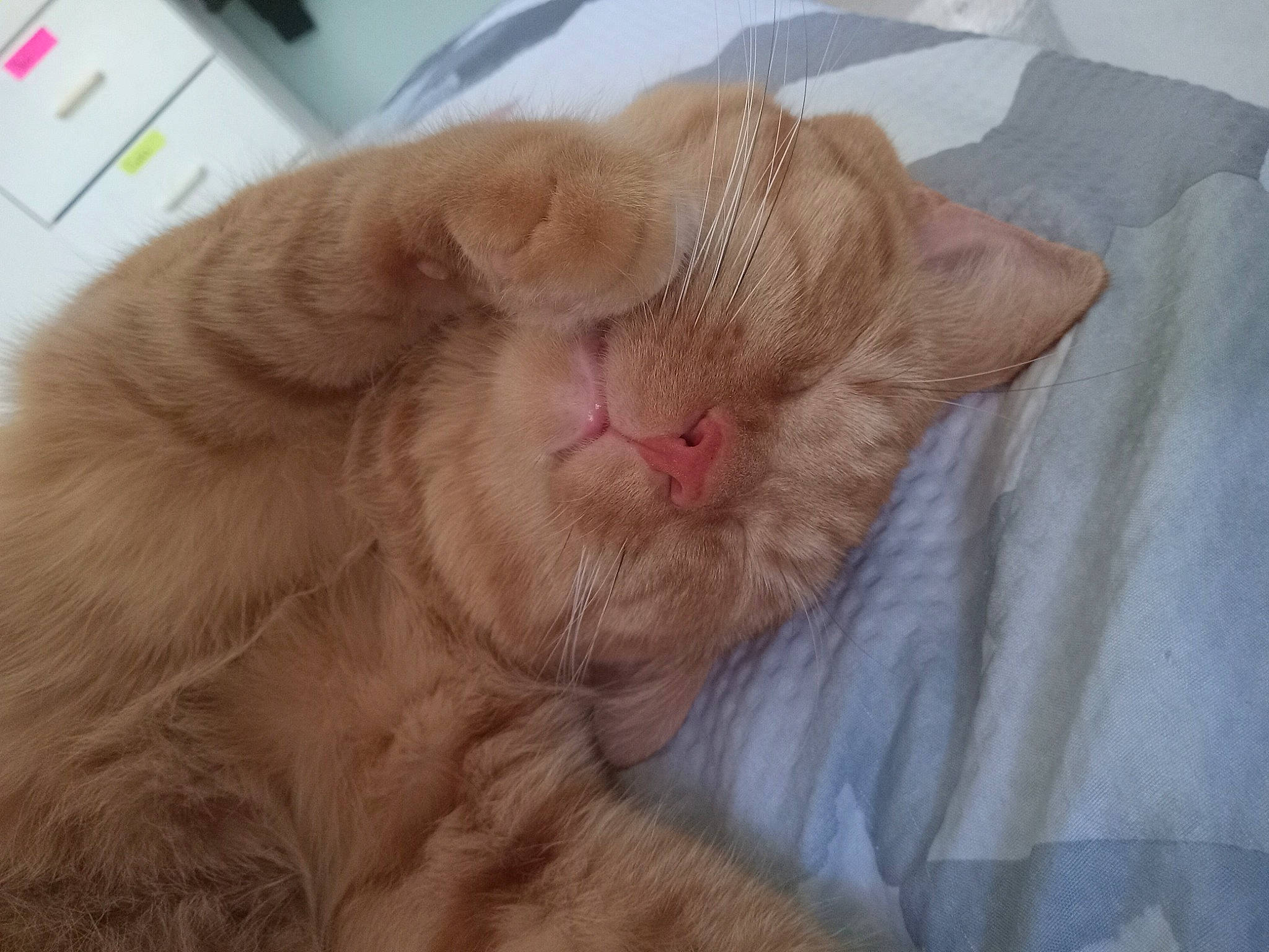 Nemo joined the competition — help win amazing prizes! carnivore, cat, cat_supply, claw, comfort, domestic_short_haired_cat, ear, fawn, felidae, fur, linens, nap, office_supplies, paw, peach, small_to_medium_sized_cats, snout, tail, whiskers