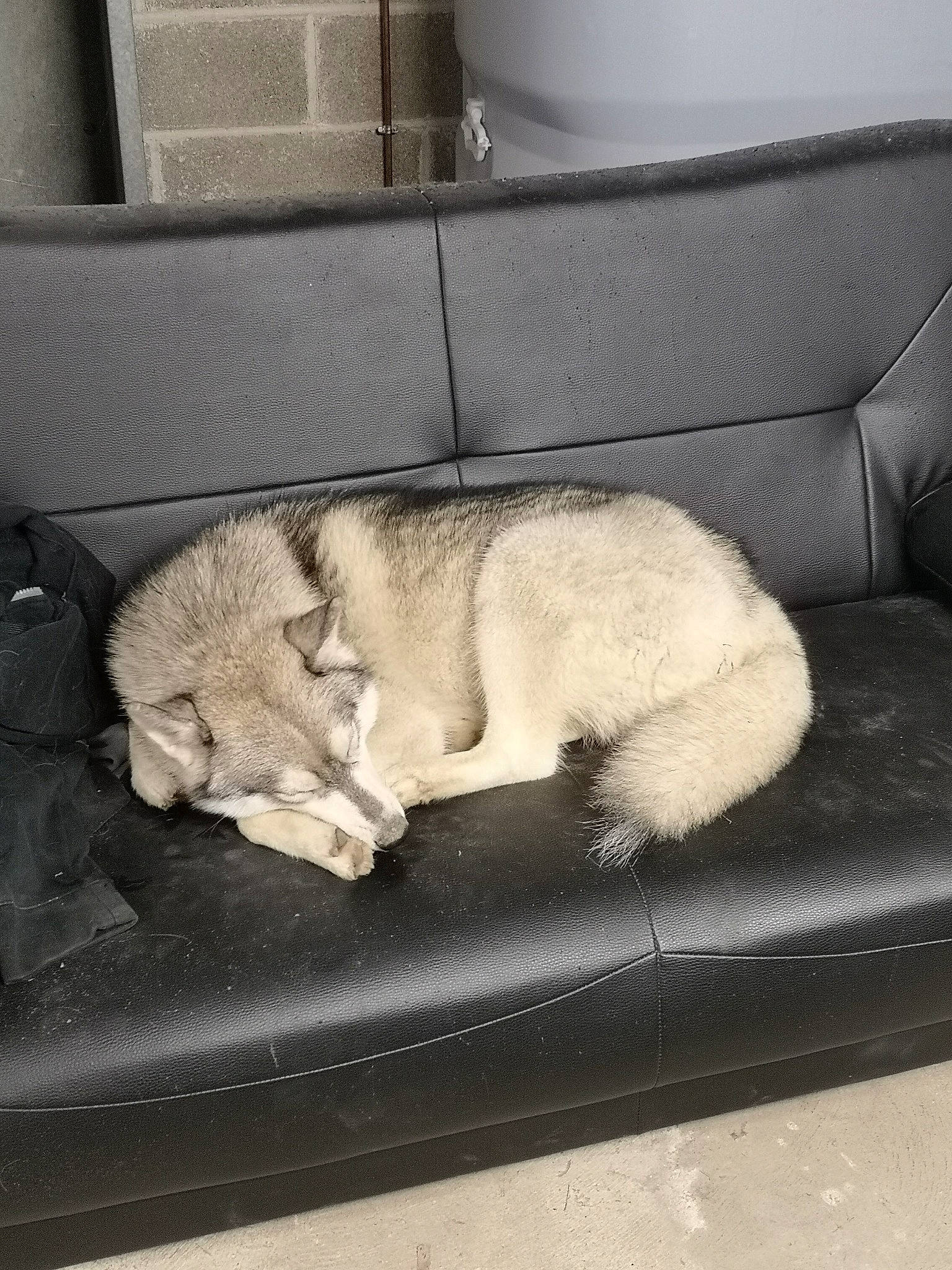 Everest participe au concours pour gagner de l'argent avec cette photo : canidae, carnivore, cat, comfort, companion_dog, dog, dog_breed, fawn, felidae, nap, sporting_group