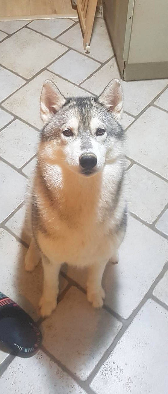 Everest participe au concours pour gagner de l'argent avec cette photo : alaskan_klee_kai, alaskan_malamute, canadian_eskimo_dog, canidae, carnivore, dog, dog_breed, east_siberian_laika, jamthund, mammal, native_american_indian_dog, northern_inuit_dog, saarloos_wolfdog, sakhalin_husky, shikoku, siberian_husky, sled_dog, tamaskan_dog, vertebrate, wolfdog