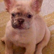 Poka is registered to the contest to win money with this photo: puppy, dog, pet, young, ears, sitting, indoor, floor, carpet, cute, animal, canine, fur, portrait, looking, small, young_animal, domestic_animal, face, nose