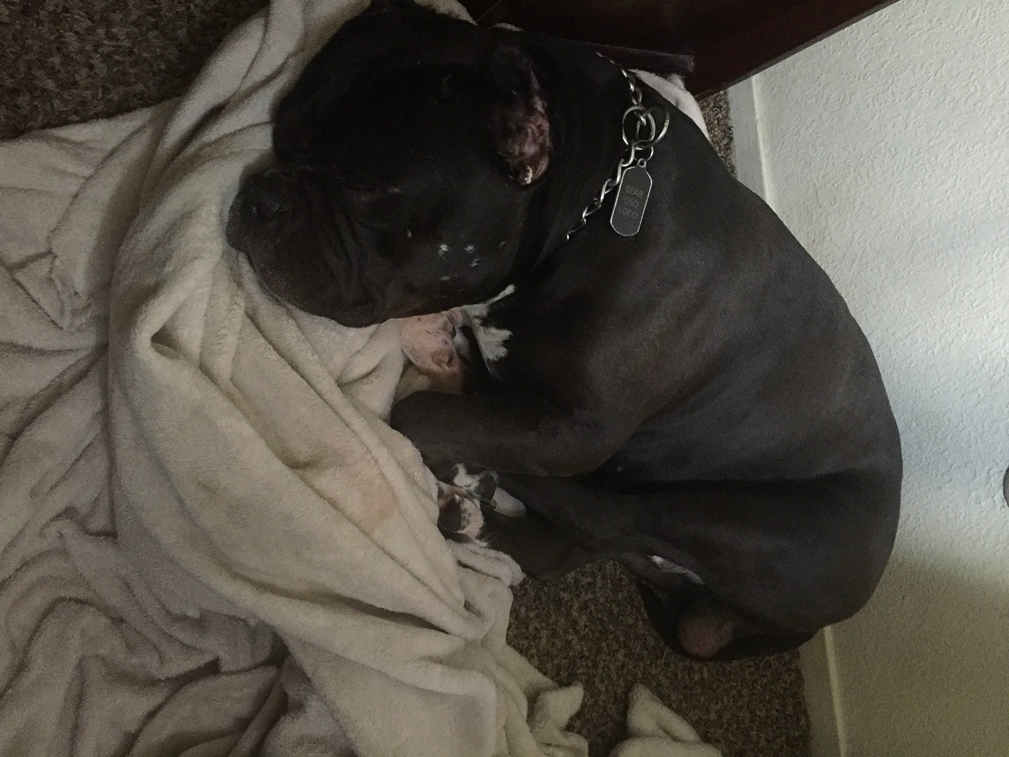 Bear is registered to the contest to win money with this photo: canidae, carnivore, collar, comfort, companion_dog, dog, dog_breed, fawn, fur, grey, guard_dog, linens, liver, pug, snout, sporting_group, toy_dog, whiskers, working_animal, wrinkle