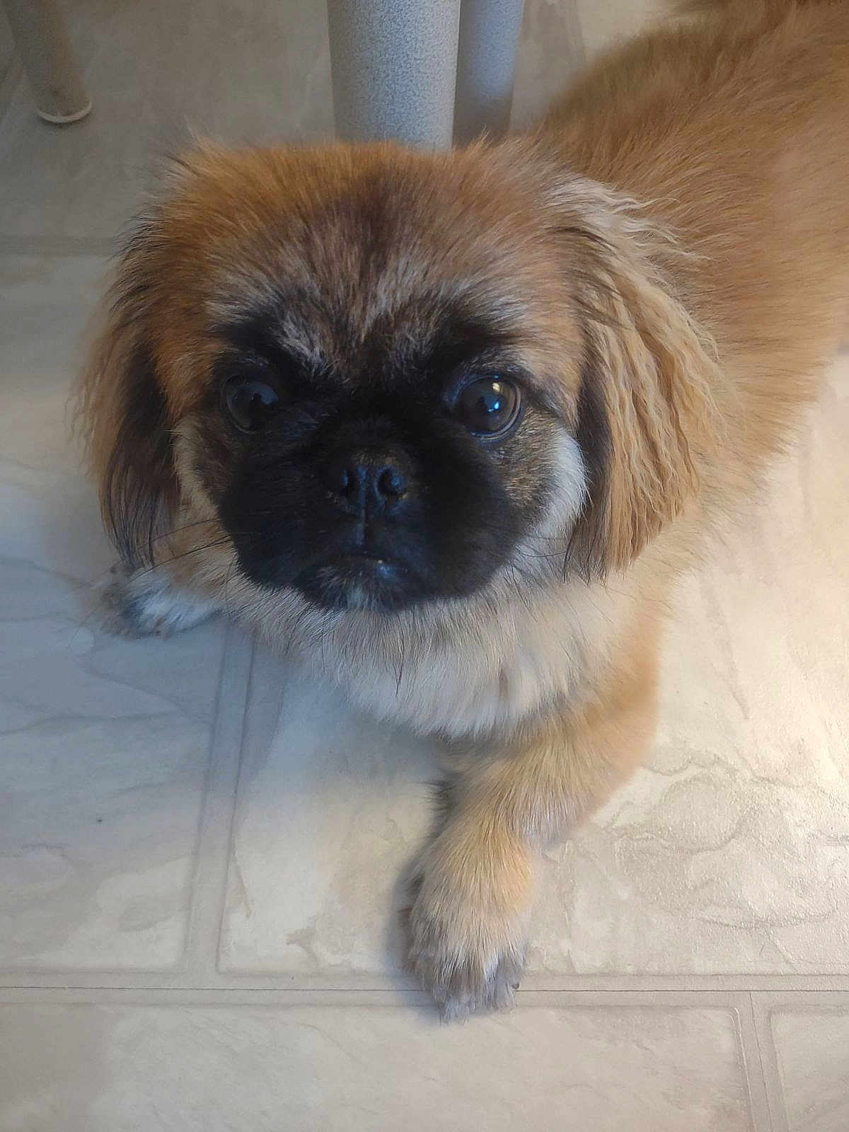 Koko