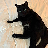 Angel is registered to the contest to win money with this photo: cat, black_cat, white_bedspread, indoor, pet, feline, green_eyes, fur, relaxing, laying_down, cozy, comfort, bed, animal, whiskers, cute, domestic_cat, sleepy, resting, soft_texture