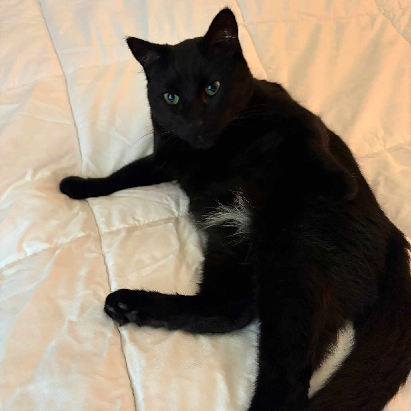 Angel is registered to the contest to win money with this photo: animal, bed, black_cat, cat, comfort, cozy, cute, domestic_cat, feline, fur, green_eyes, indoor, laying_down, pet, relaxing, resting, sleepy, soft_texture, whiskers, white_bedspread