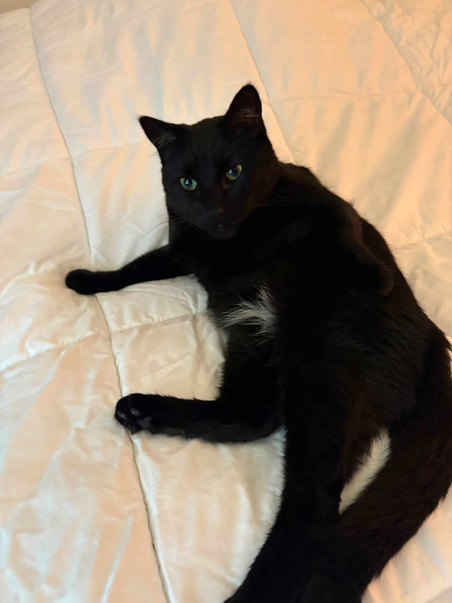 Angel is registered to the contest to win money with this photo: cat, black_cat, white_bedspread, indoor, pet, feline, green_eyes, fur, relaxing, laying_down, cozy, comfort, bed, animal, whiskers, cute, domestic_cat, sleepy, resting, soft_texture