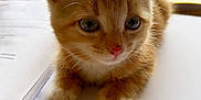 Taylor participe au concours pour gagner de l'argent avec cette photo : kitten, cat, orange_cat, pet, animal, cute, fur, whiskers, ears, paws, indoor, table, paper, notebook, closeup, portrait, young, domestic_cat, eyes, curious