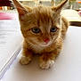 kitten, cat, orange_cat, pet, animal, cute, fur, whiskers, ears, paws, indoor, table, paper, notebook, closeup, portrait, young, domestic_cat, eyes, curious