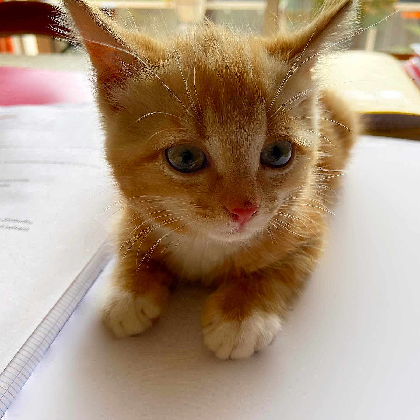 Taylor participe au concours pour gagner de l'argent avec cette photo : animal, cat, closeup, curious, cute, domestic_cat, ears, eyes, fur, indoor, kitten, notebook, orange_cat, paper, paws, pet, portrait, table, whiskers, young