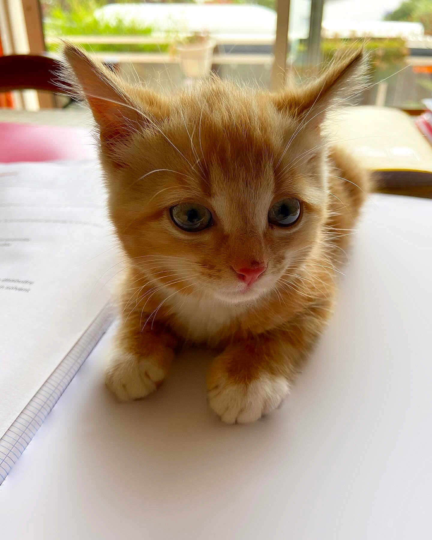 Taylor participe au concours pour gagner de l'argent avec cette photo : kitten, cat, orange_cat, pet, animal, cute, fur, whiskers, ears, paws, indoor, table, paper, notebook, closeup, portrait, young, domestic_cat, eyes, curious