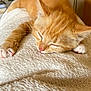 Taylor participe au concours pour gagner de l'argent avec cette photo : cat, kitten, sleeping, orange_tabby, paw, fur, pet, indoor, blanket, cozy, cute, resting, animal, whiskers, ears, closeup, soft, relaxation, home, nap