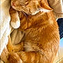 Taylor a rejoint le concours — aidez-le/la à gagner de superbes lots ! cat, orange_tabby, sleeping, cozy, blanket, fur, pet, relaxation, domestic_cat, whiskers, paw, tail, cute, animal, feline, soft, resting, indoors, warm, nap