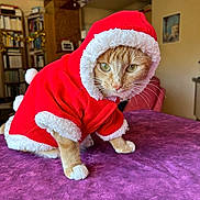 Taylor participe au concours pour gagner de l'argent avec cette photo : cat, orange_tabby, santa_costume, red_clothing, white_fur_trim, table, purple_tablecloth, indoor, bookshelf, holiday_decorations, christmas, pet, animal, cute, feline, whiskers, ears, paws, fur, costume
