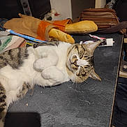 Titou participe au concours pour gagner de l'argent avec cette photo : baguette, bread, brown, cat, clutter, domestic, food, fur, household_items, indoor, kitchen_counter, paws, pet, relaxed, resting, sleeping, striped, tabby_cat, table, white