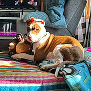 Uriah Benjamin joined the competition — help win amazing prizes! dog, indoor, blanket, stuffed_toy, brown_and_white, striped_blanket, sunlight, armchair, blue_blanket, television, floor, window, pet, relaxed, home, cozy, furniture, toy, resting, living_room