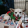 Carson Gemini is registered to the contest to win money with this photo: animal, bed, blanket, canine, clothing, cozy, crate, cute, dog, domestic_animal, ears, fawn_colored, indoor, looking_at_camera, necklace, pearl_necklace, pet, resting, small_dog, soft_texture