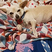 Carson Gemini joined the competition — help win amazing prizes! animal, bed, blanket, collar, comfort, cozy, cream_colored, cute, dog, domestic, fur, indoor, lying_down, patterned_blanket, paw, pet, resting, sleepy, small_dog, tags