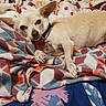 animal, bed, blanket, collar, comfort, cozy, cream_colored, cute, dog, domestic, fur, indoor, lying_down, patterned_blanket, paw, pet, resting, sleepy, small_dog, tags