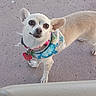 Carson Gemini is registered to the contest to win money with this photo: animal, bandana, chihuahua, closeup, collar, companion, concrete, curious, cute, daylight, dog, ears, friendly, leash, looking_up, outdoor, pet, small_dog, standing, white_dog