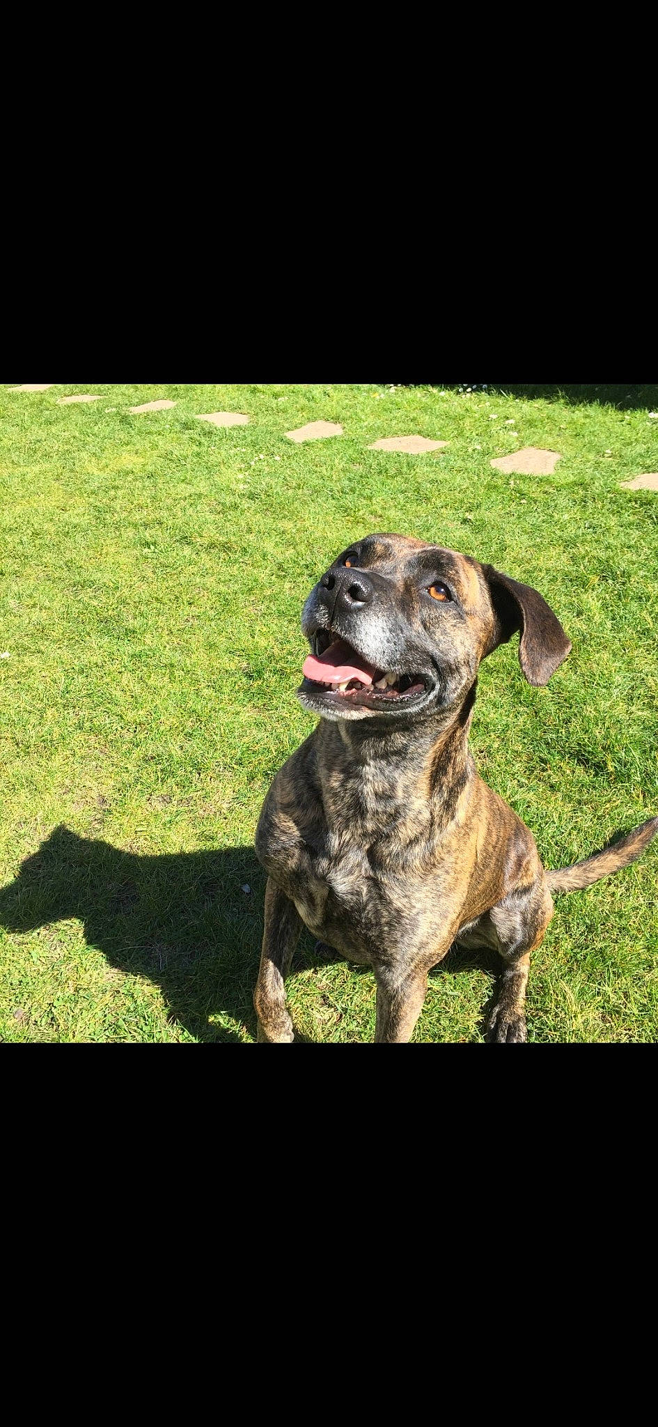 Hades a rejoint le concours — aidez-le/la à gagner de superbes lots ! borador, carnivore, collar, companion_dog, dog, dog_breed, dog_collar, dogo_sardesco, grass, guard_dog, gun_dog, liver, plott_hound, pointing_breed, retriever, sporting_group, tail, terrestrial_animal, working_animal, working_dog