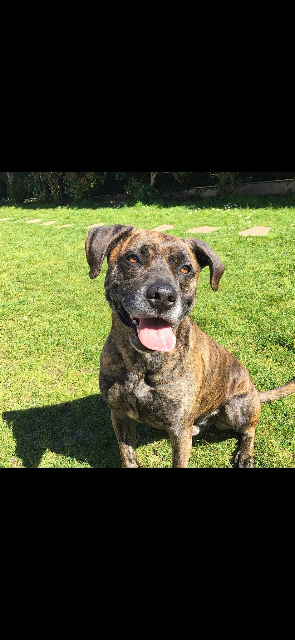 Hades participe au concours pour gagner de l'argent avec cette photo : ancient_dog_breeds, art, canidae, carnivore, collar, companion_dog, dog, dog_breed, dog_collar, fawn, grass, guard_dog, liver, molosser, non_sporting_group, plant, puppy, terrestrial_animal, working_animal, working_dog