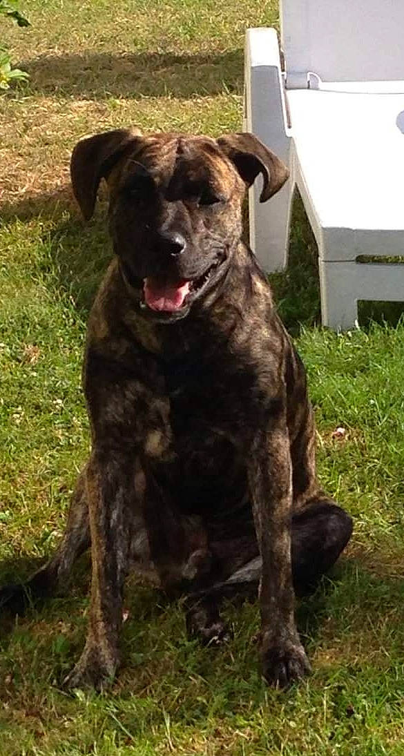 Hades participe au concours pour gagner de l'argent avec cette photo : ancient_dog_breeds, borador, carnivore, companion_dog, dog, dog_breed, dog_collar, fawn, fur, grass, guard_dog, gun_dog, liver, molosser, plant, sporting_group, tail, terrestrial_animal, working_animal, working_dog