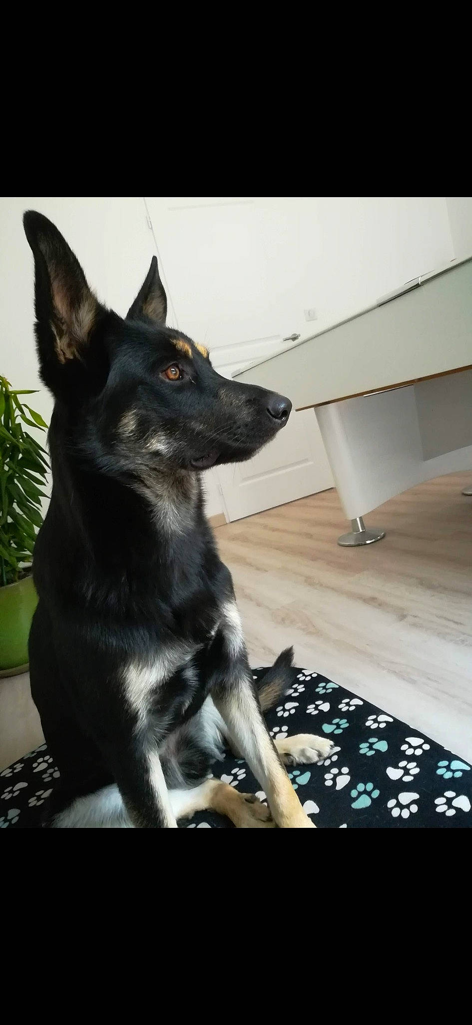 Nash participe au concours pour gagner de l'argent avec cette photo : canidae, carnivore, comfort, companion_dog, dog, dog_breed, flooring, flowerpot, fur, guard_dog, herding_dog, houseplant, non_sporting_group, plant, rectangle, sporting_group, terrestrial_animal, whiskers, working_animal, working_dog