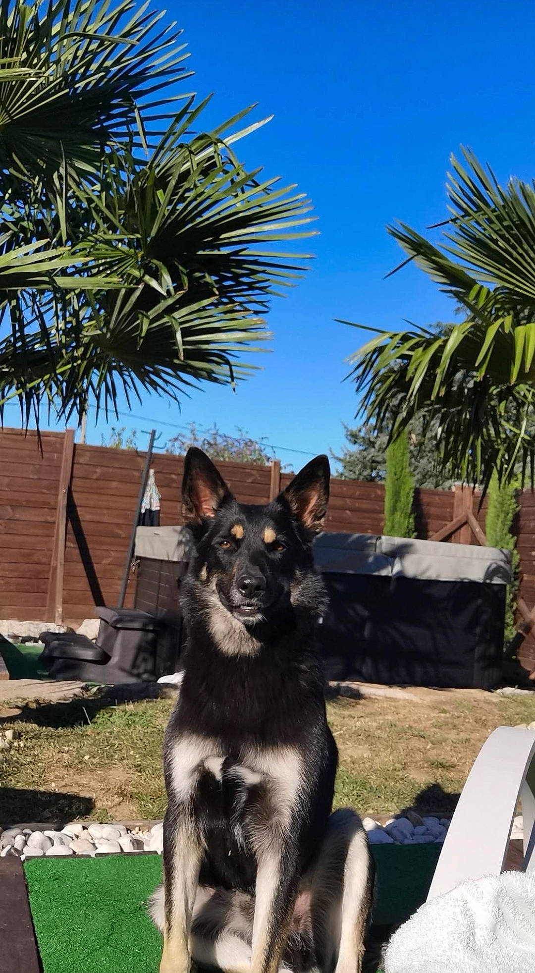 Nash participe au concours pour gagner de l'argent avec cette photo : arecales, carnivore, companion_dog, dog, dog_breed, german_shepherd_dog, grass, herding_dog, landscape, leisure, outdoor_furniture, palm_tree, plant, shade, sky, snout, tail, tree, working_animal, working_dog